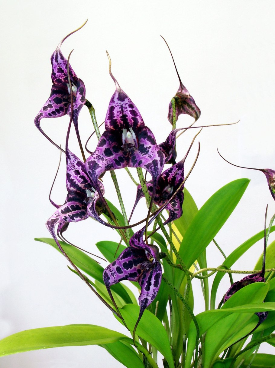 Масдеваллия сансет ягуар