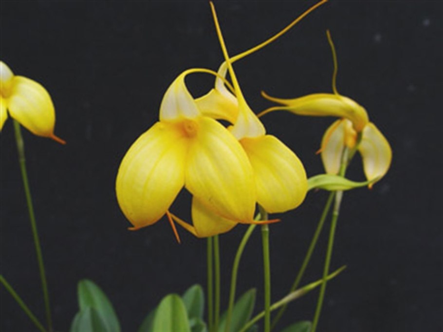 Masdevallia ampullacea