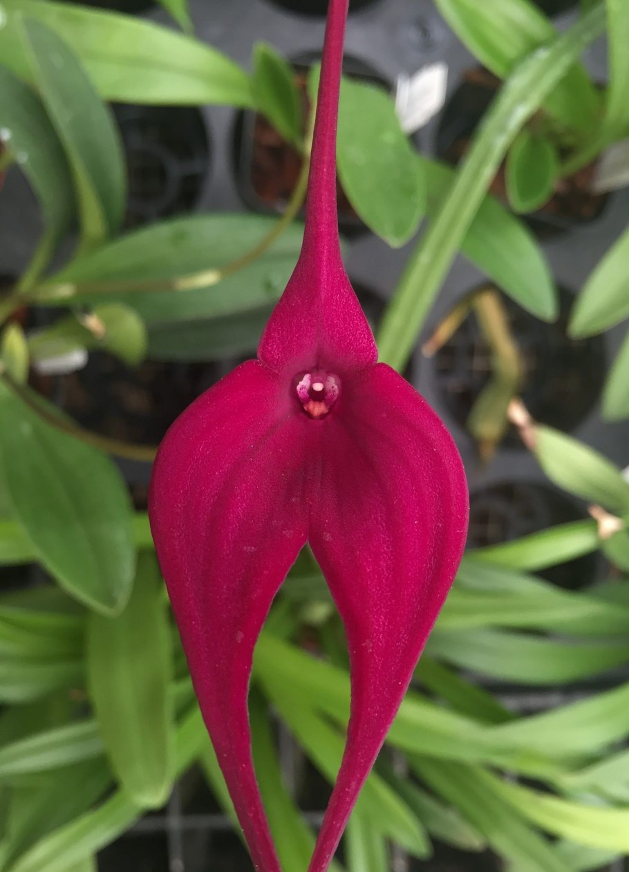 Портландия coccinea