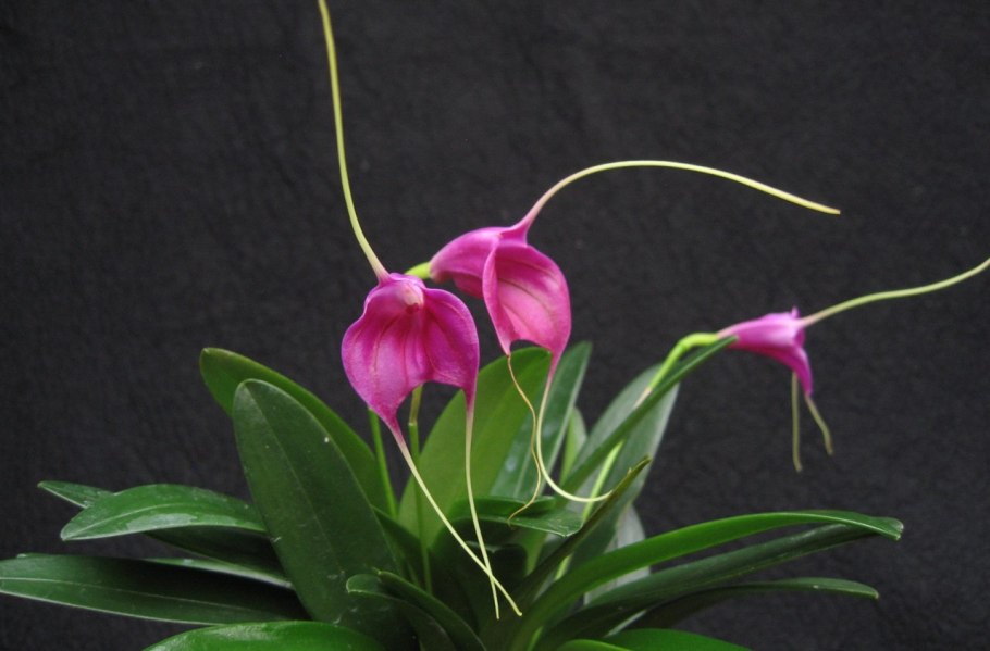 Masdevallia lamprotyria