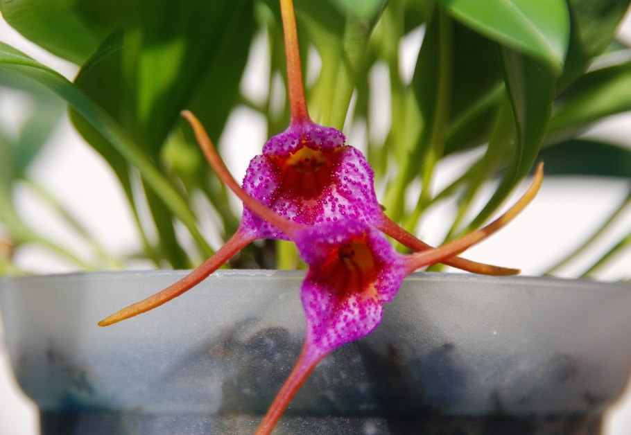Masdevallia glandulosa