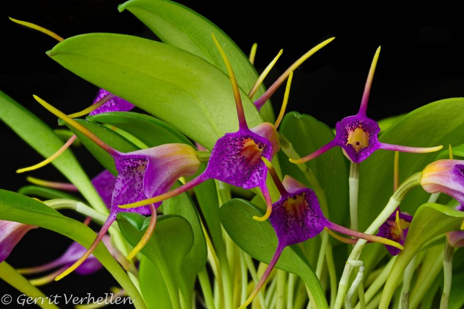 Masdevallia glandulosa