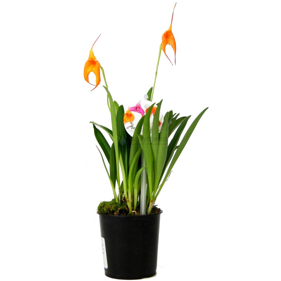 Масдеваллия Ягуар