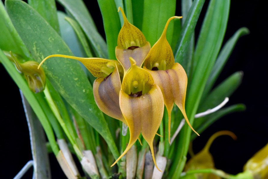 Masdevallia ampullacea