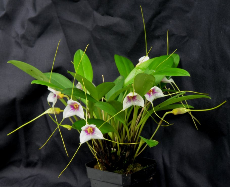 Masdevallia wageneriana