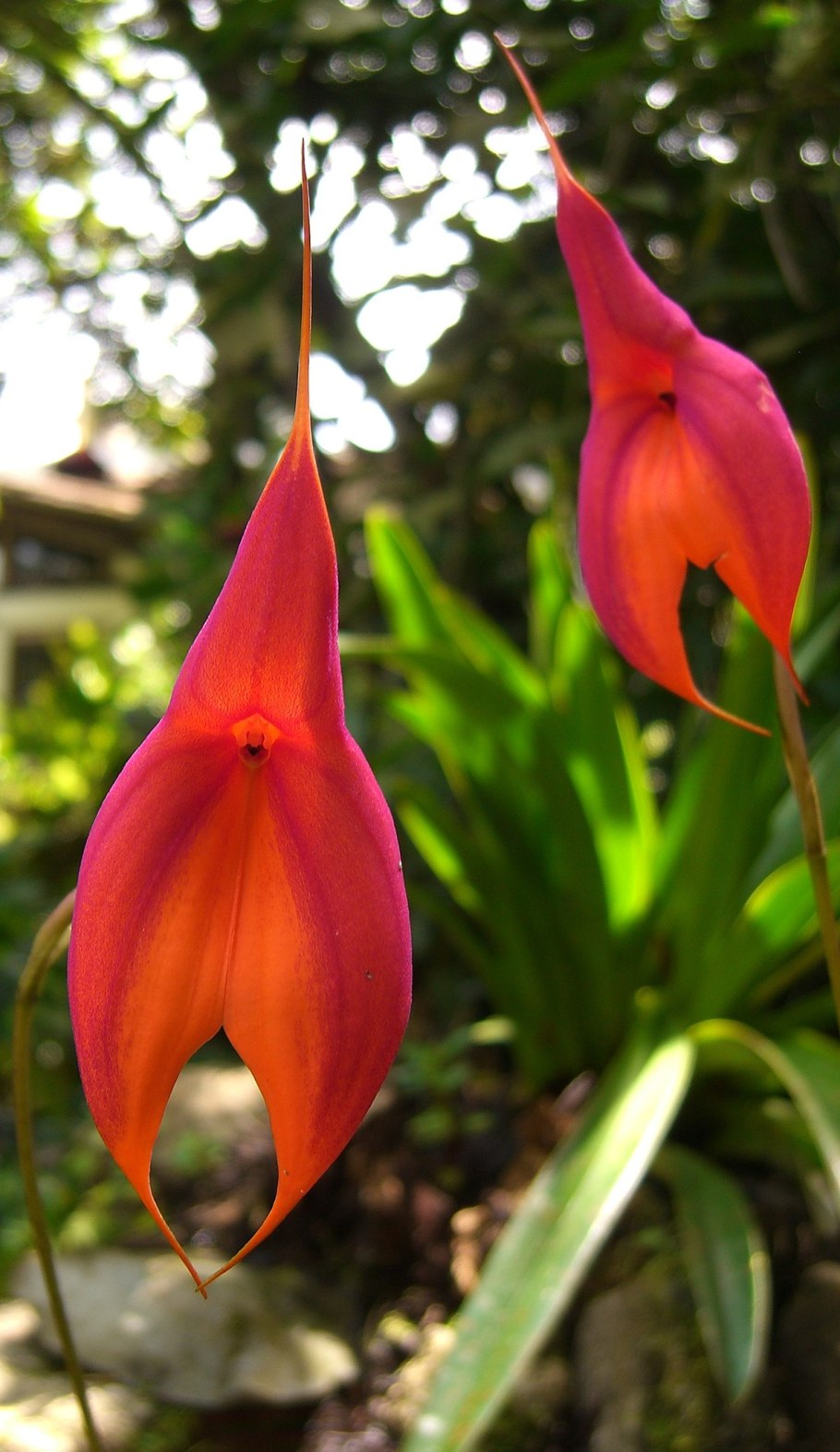 Masdevallia pairaena