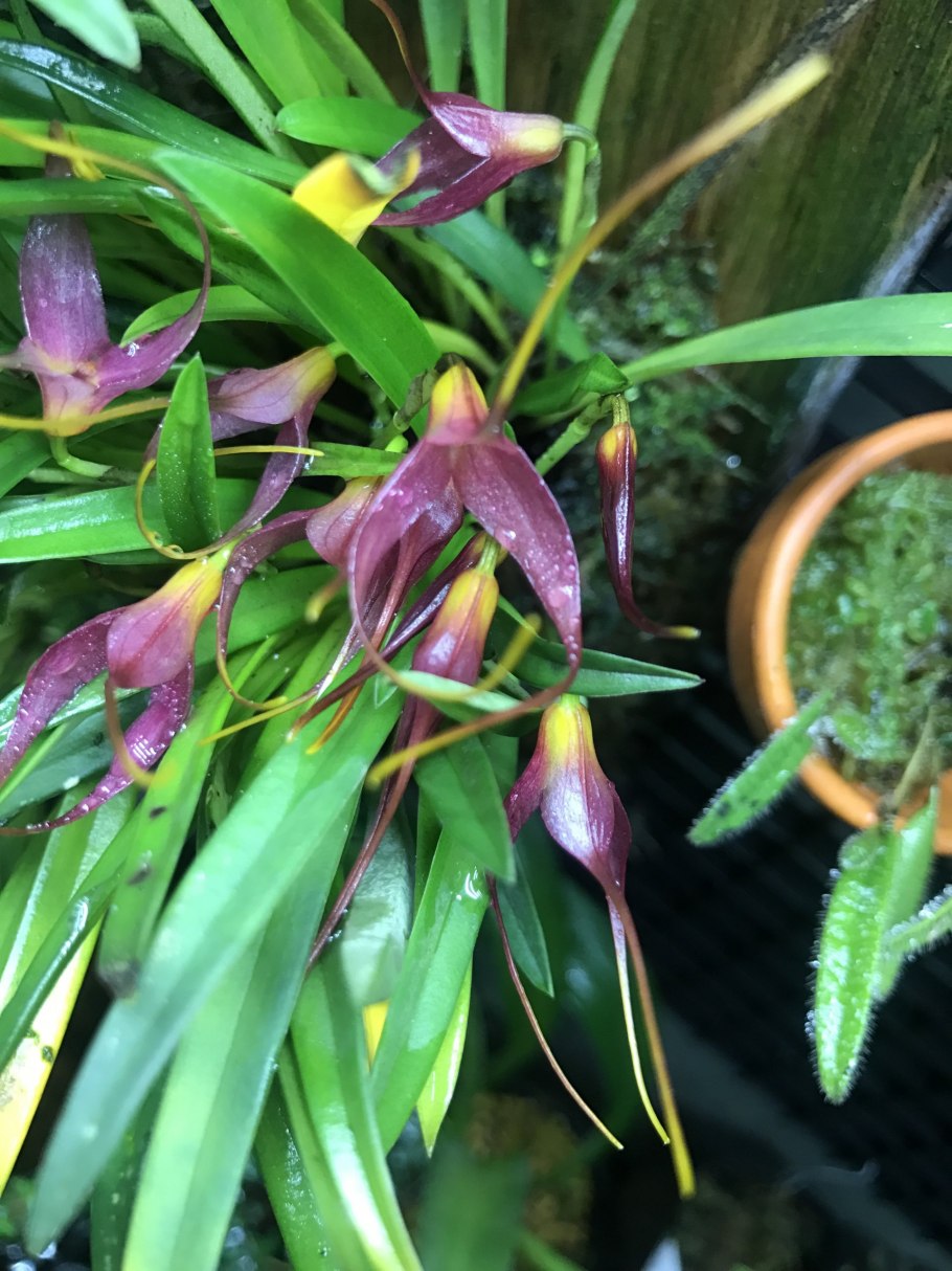 Masdevallia triangularis