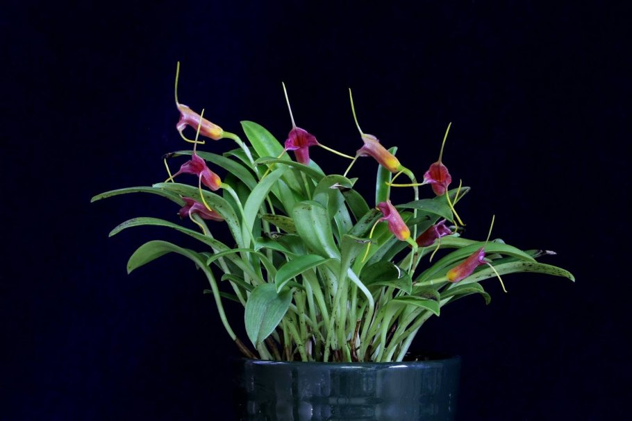 Masdevallia BV Orange