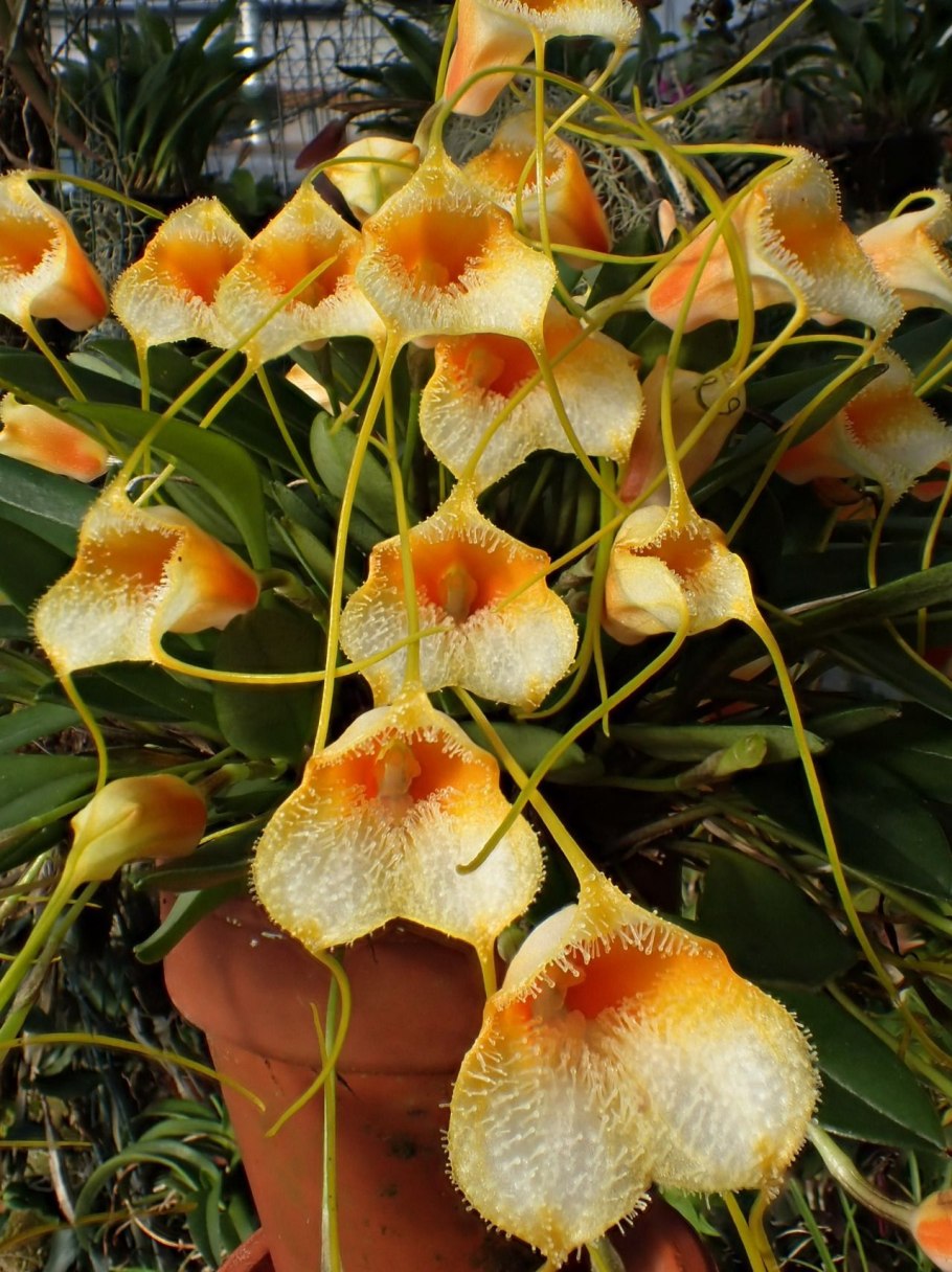 Masdevallia asterotricha