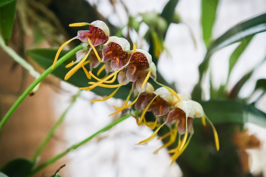 Masdevallia caudata