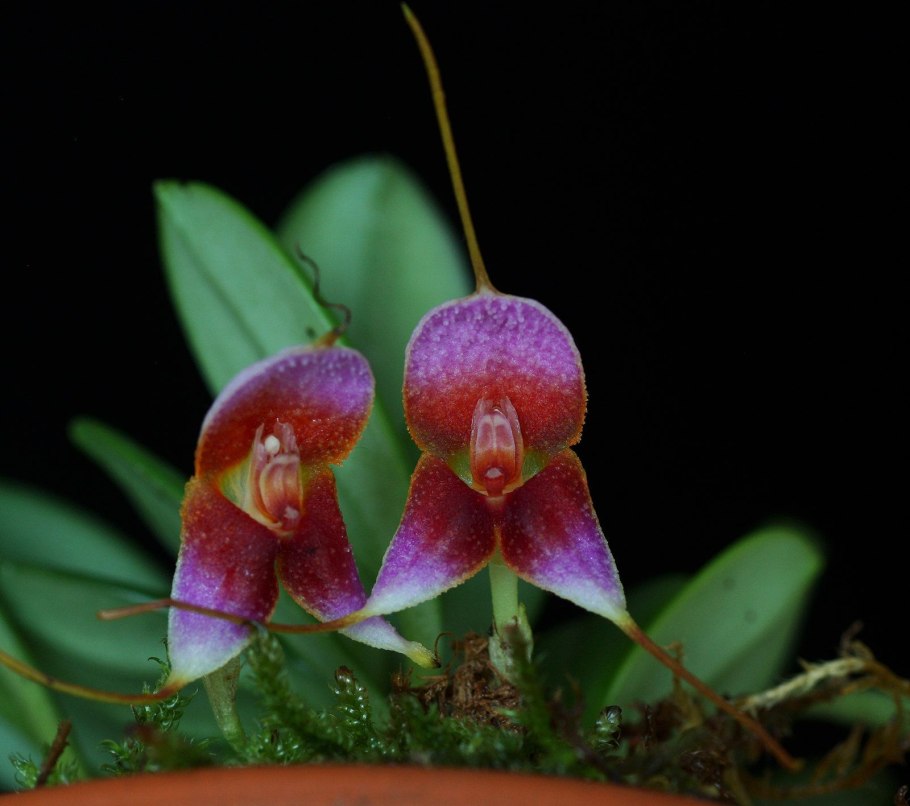 Masdevallia papillosa