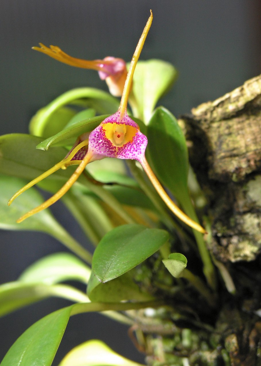 Masdevallia ariasii