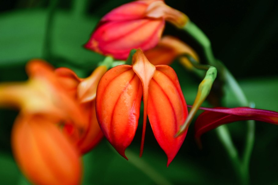 Масдеваллия желтая