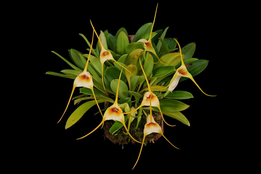 Masdevallia ayabacana