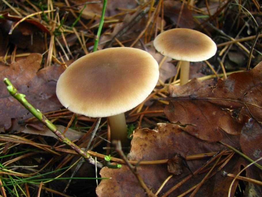Коллибия каштановая collybia butyracea