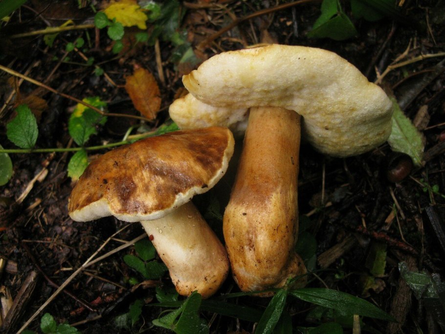 Гиропор каштановый gyroporus castaneus