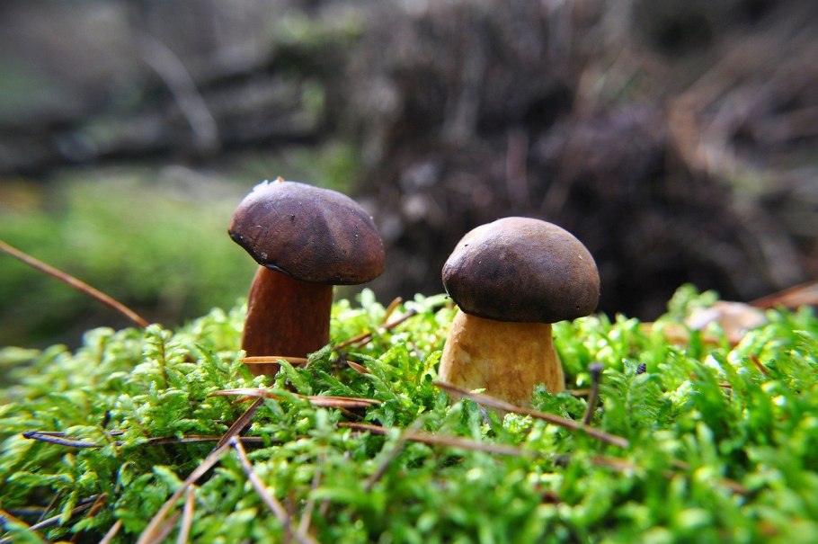 Моховик польский гриб