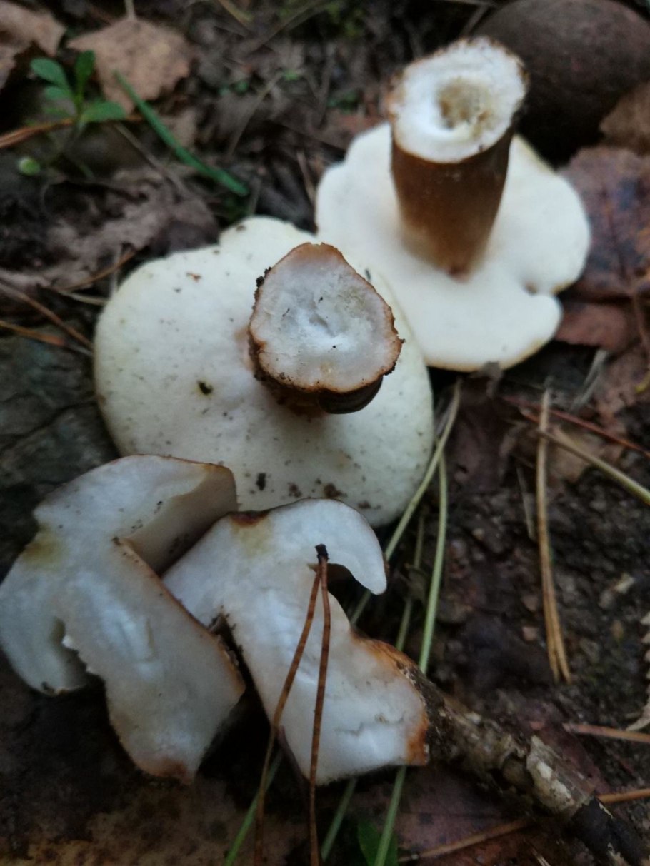 Гиропорус каштановый