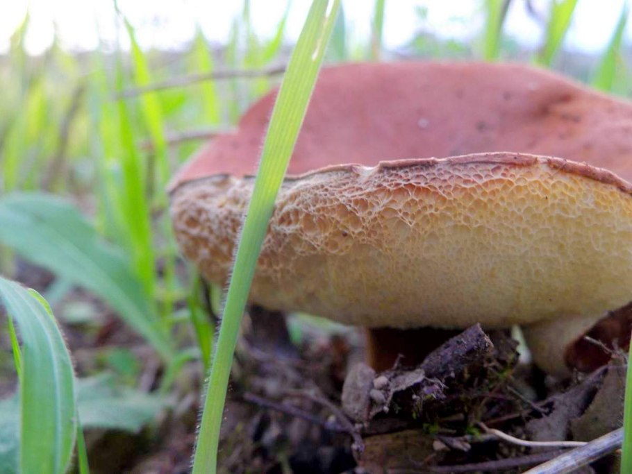 Гриб лепиота Каштановая