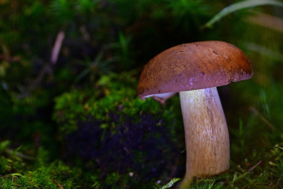 Tylopilus felleus