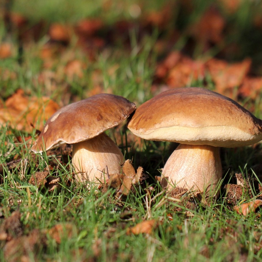 Гриб боровик