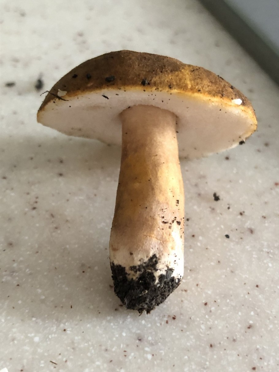 Грибной тур