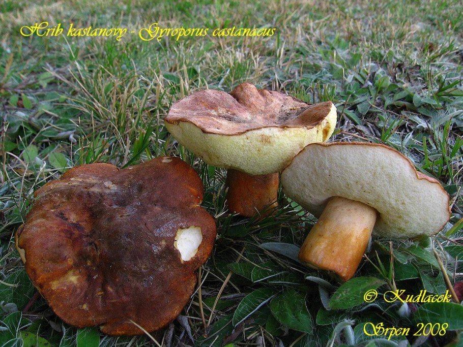 Гиропор каштановый gyroporus castaneus