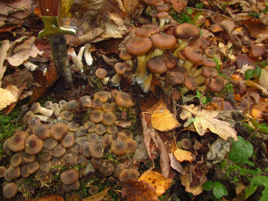 Гриб опёнок осенний