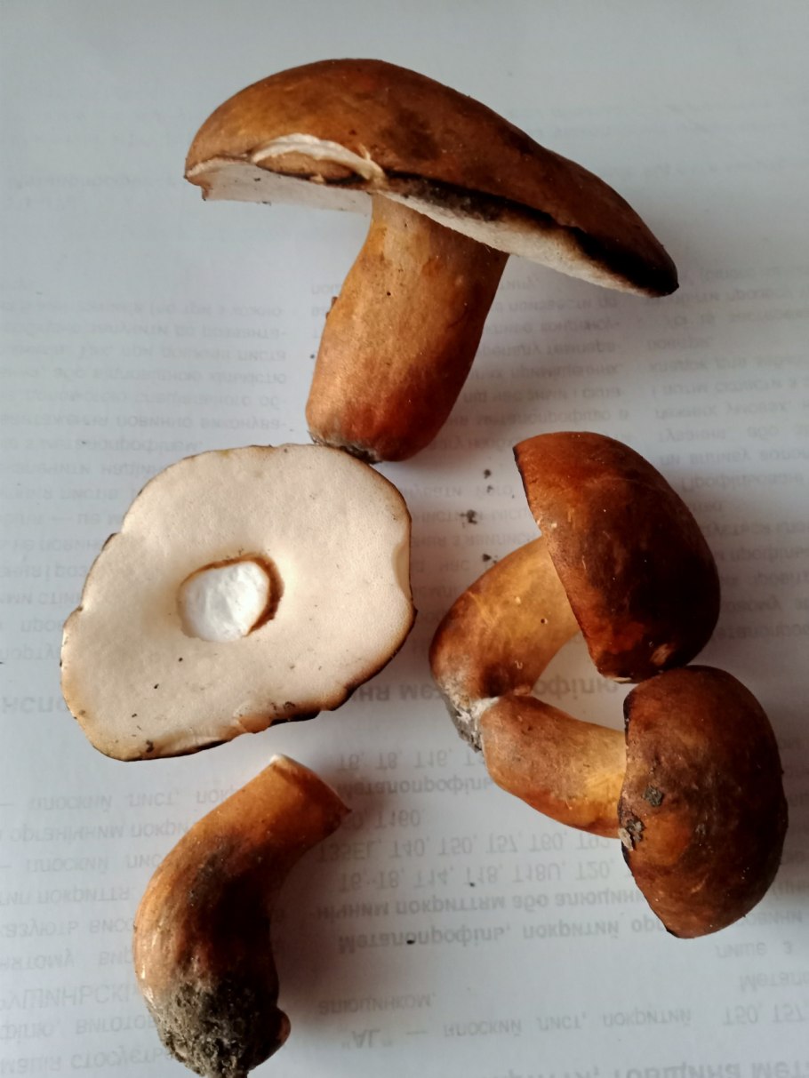 Лепиота Каштановая