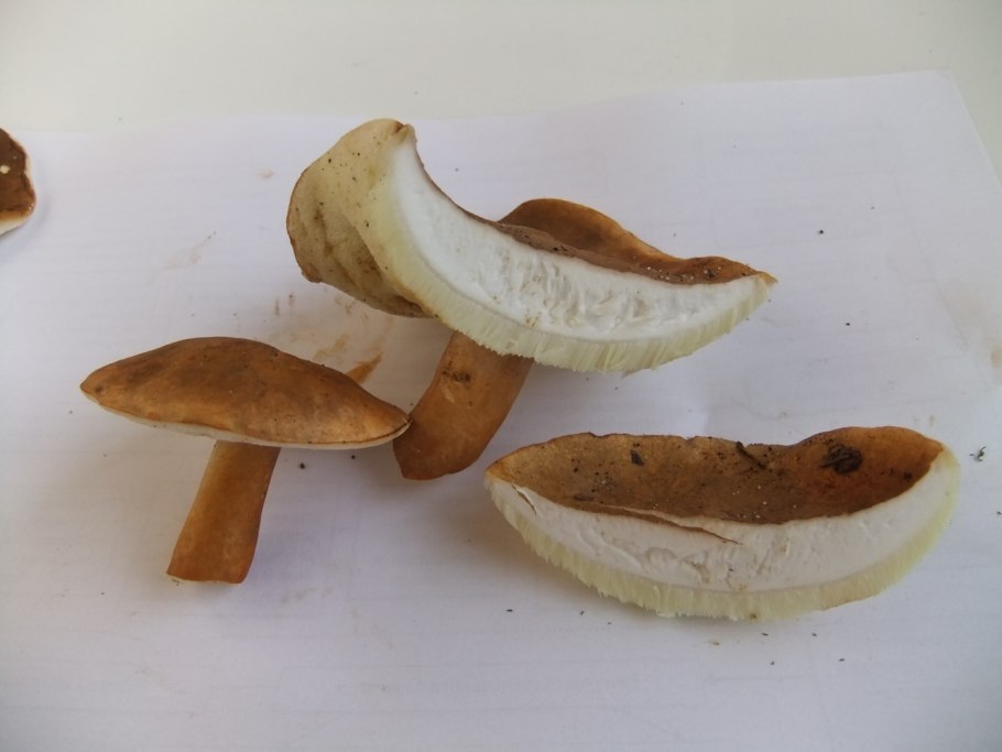 Гриб каштановик