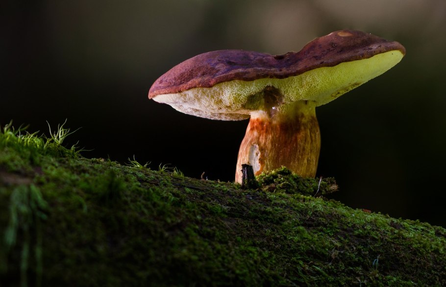 Необычные съедобные грибы