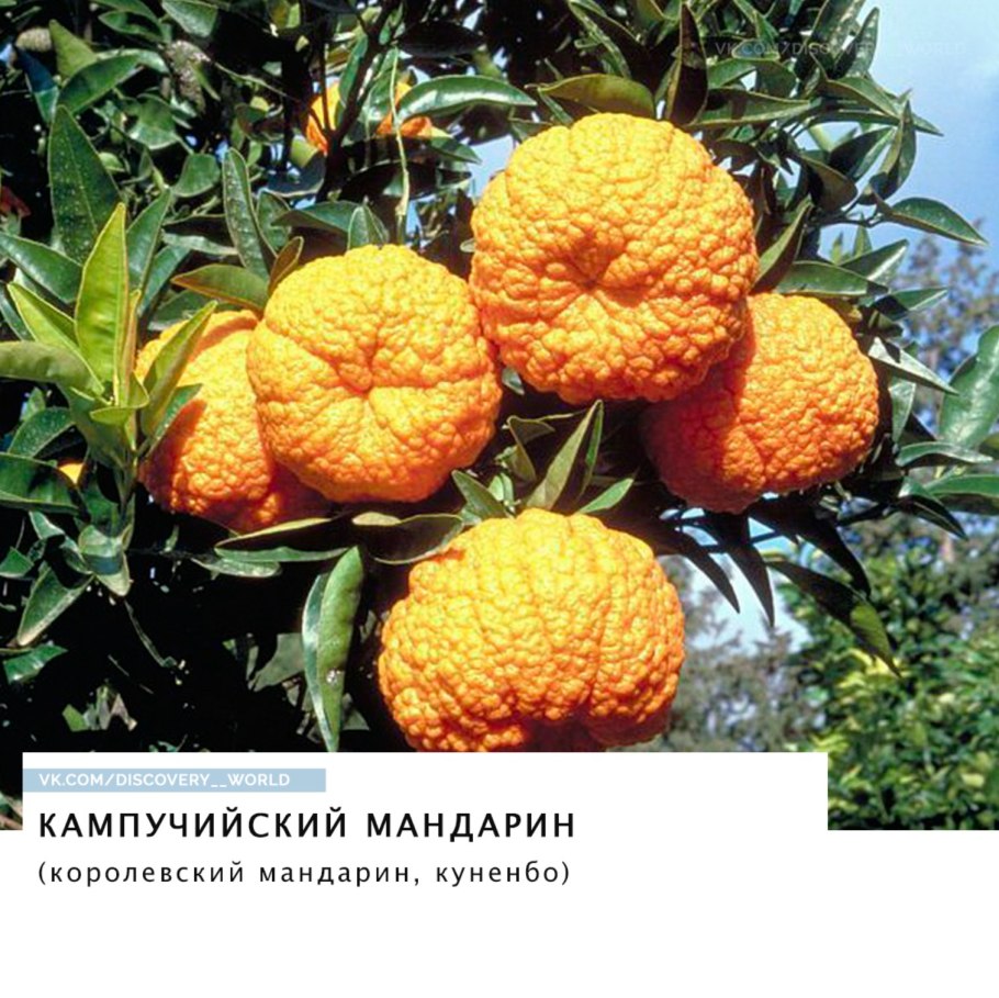 Мандарин уншиу комнатный