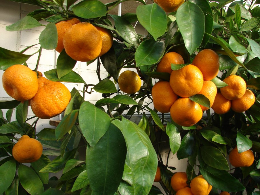 Мандарин сорт уншиу