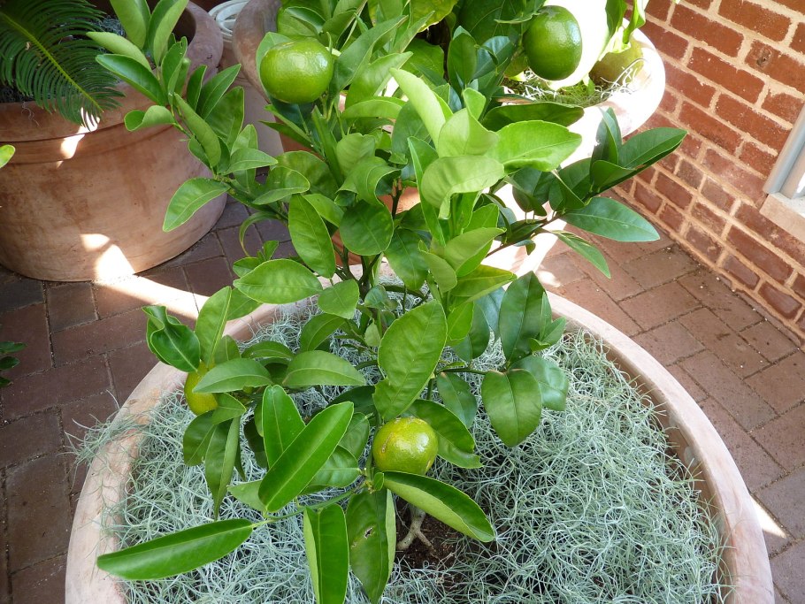 Померанец растение