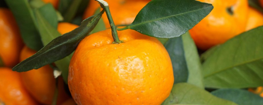 Мандарин танжерин зеленый