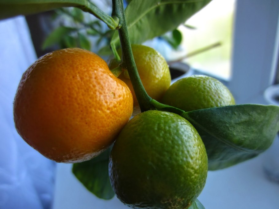 Мандарины Клементины Марокко