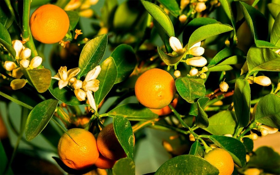 Мандарин каламондин