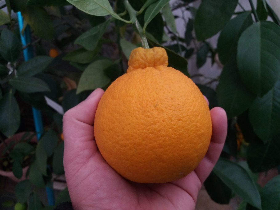 Мандарин скрещенный с апельсином