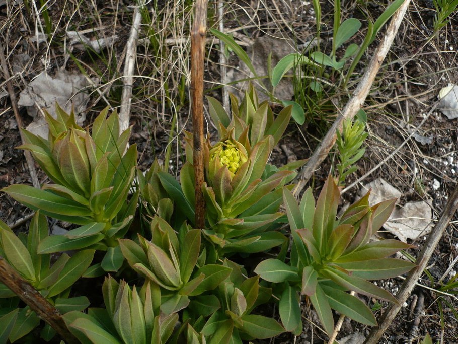 Молочай смолоносный
