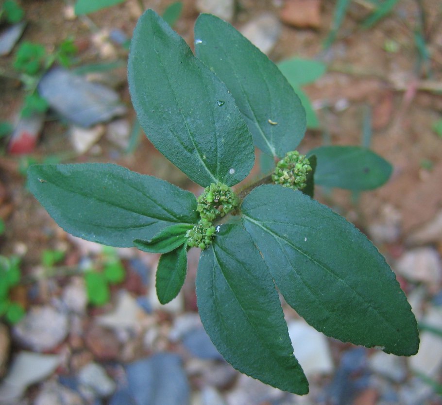 Euphorbia hirta