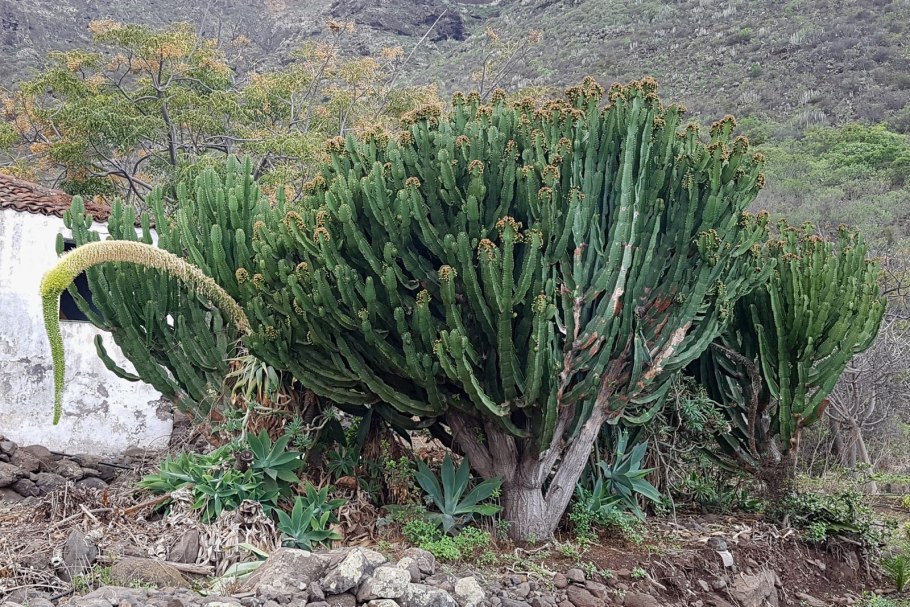 Молочай белоокаймленный