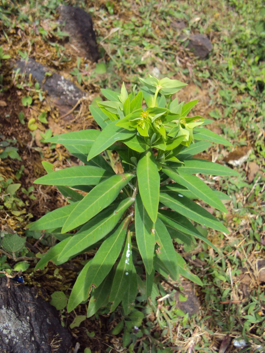 Euphorbia jansenvillensis