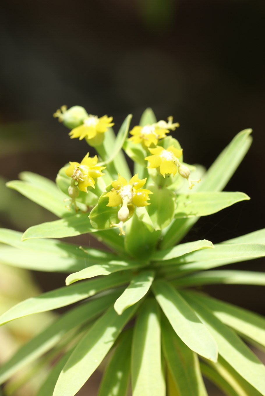 Amandelwolfsmelk euphorbia молочай