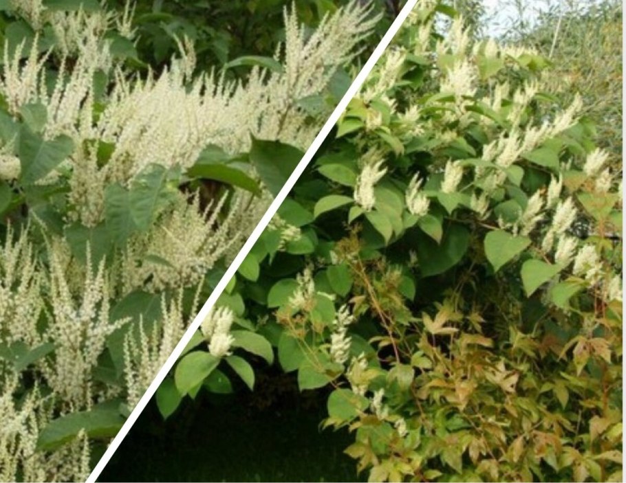 Горец родственный (Polygonum affine &#96;Daijeerling Red&#96;)