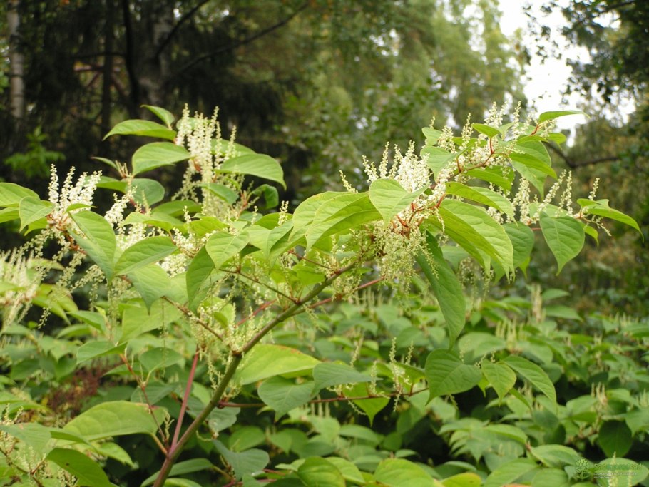 Гречиха сахалинская горец сахалинский