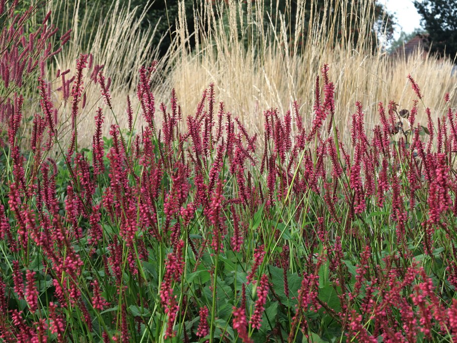 Горец стеблеобъемлющий (persicaria amplexicaulis)