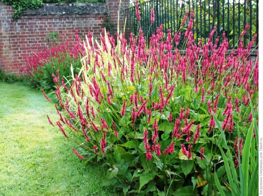 Persicaria amplexicaulis