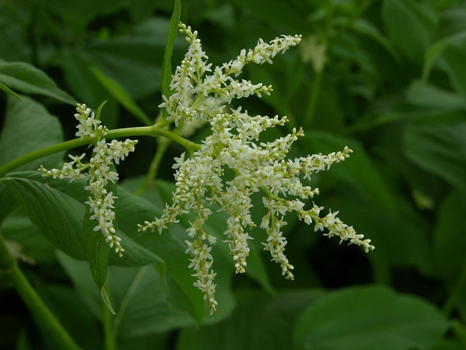 Горец Дункан Маклауд и Коннор