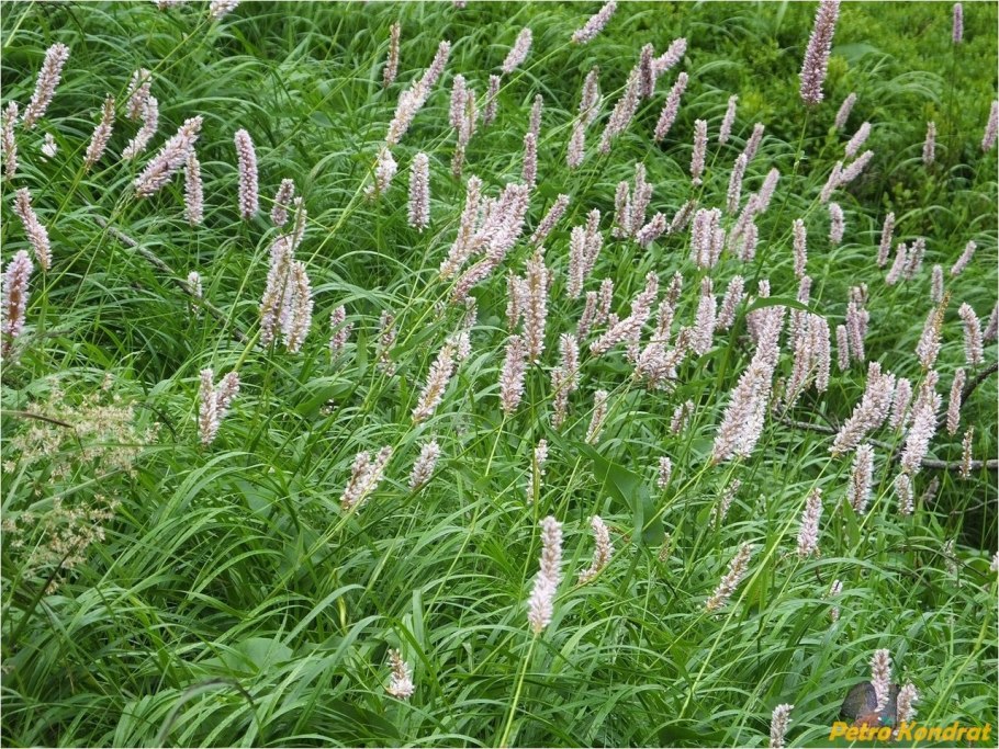 Горец змеиный polygonum bistorta