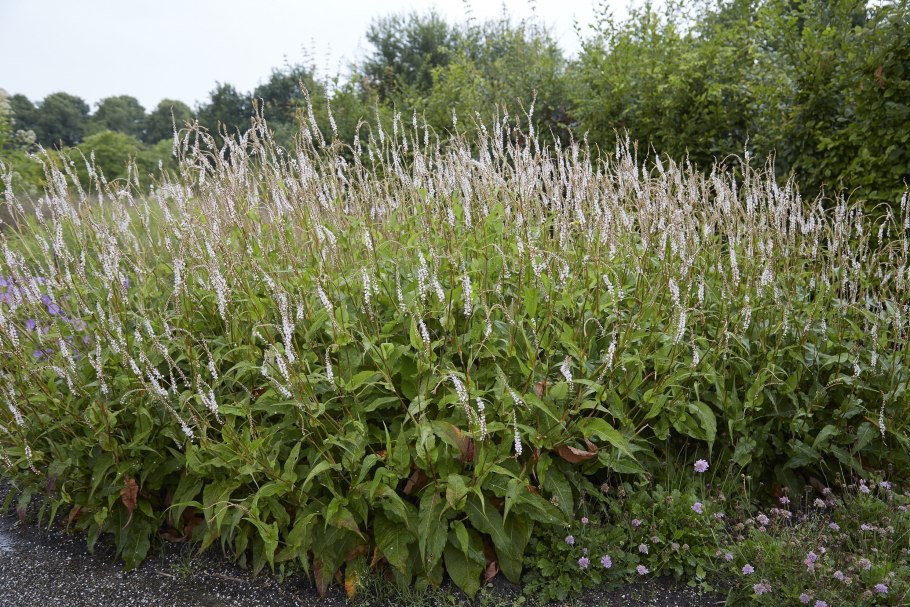 Горец свечевидный alba